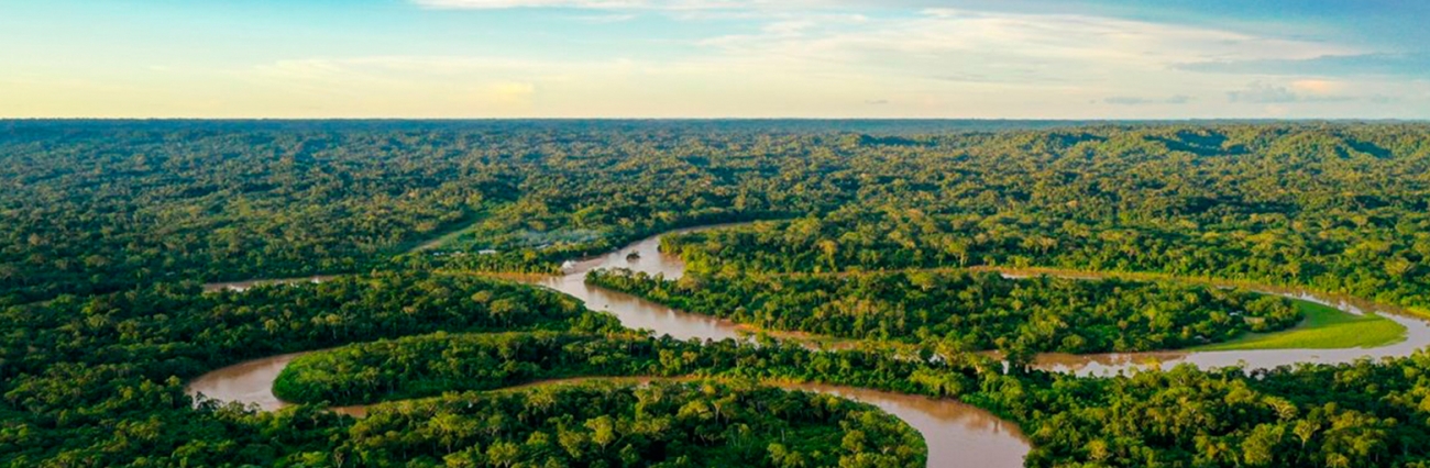 destacada-ley-forestal-bosque-tropìcal