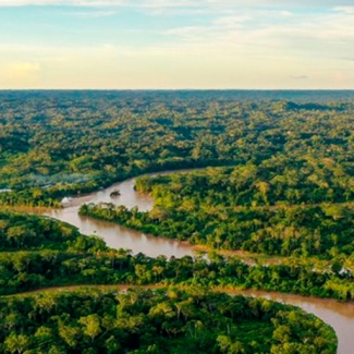 destacada-ley-forestal-bosque-tropìcal