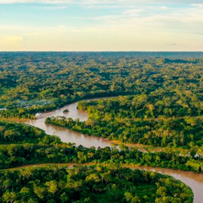 destacada-ley-forestal-bosque-tropìcal