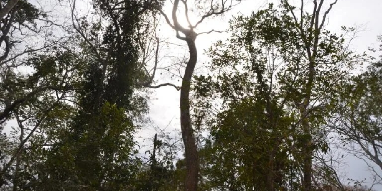 20250403-bosque-de-bolivia-manejo-forestal