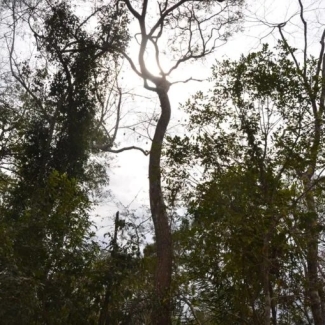 20250403-bosque-de-bolivia-manejo-forestal