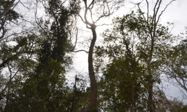 20250403-bosque-de-bolivia-manejo-forestal