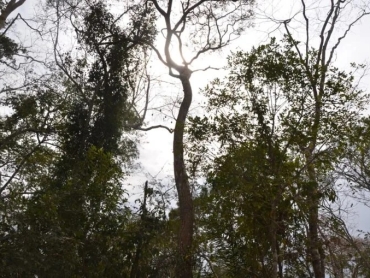 20250403-bosque-de-bolivia-manejo-forestal