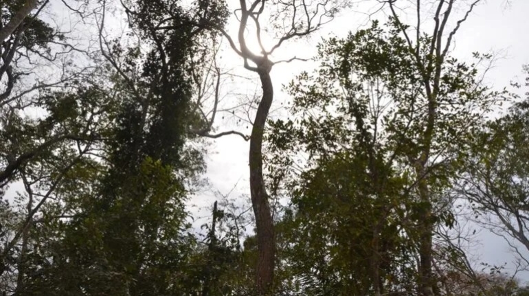 20250403-bosque-de-bolivia-manejo-forestal