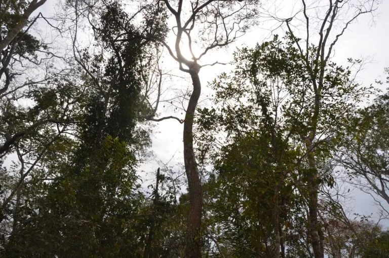 20250403-bosque-de-bolivia-manejo-forestal