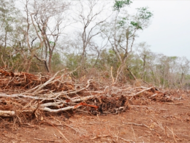 20251203-parlamento-europeo-deforestacion