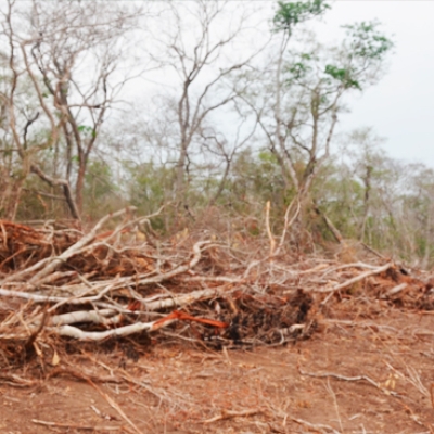 20251203-parlamento-europeo-deforestacion