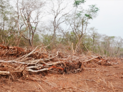 20251203-parlamento-europeo-deforestacion