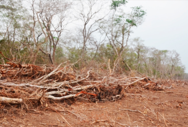 20251203-parlamento-europeo-deforestacion