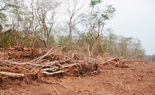 20251203-parlamento-europeo-deforestacion